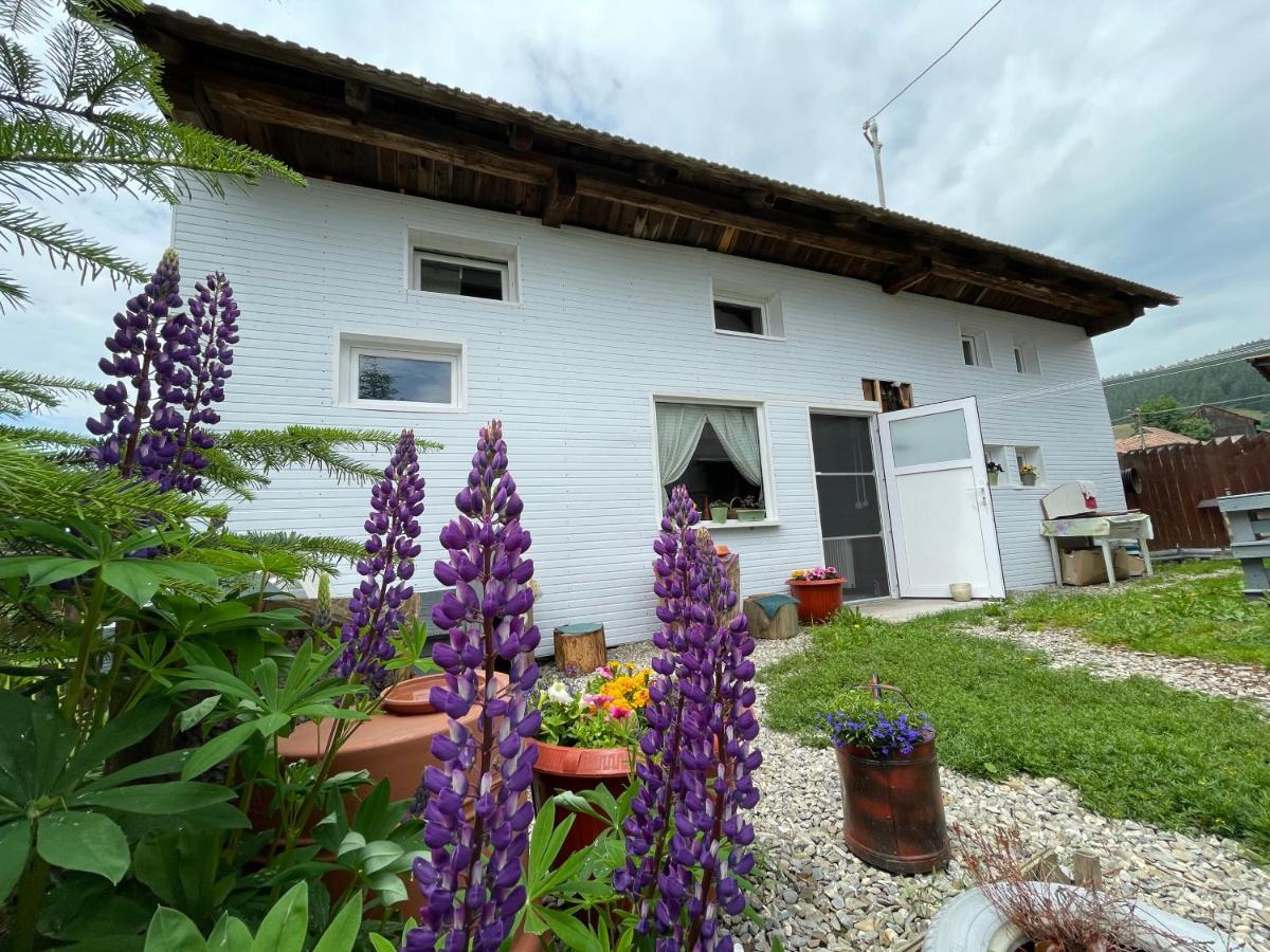 Casa De Oaspeti Cristina Fitod Dış mekan fotoğraf
